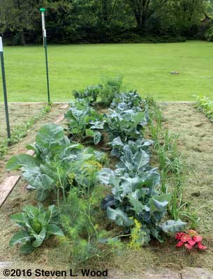 Cauliflower (L) and broccoli (R)