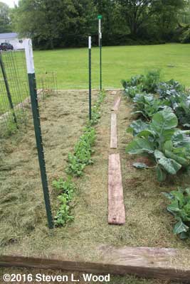 Encore (foreground) and Eclipse pea vines