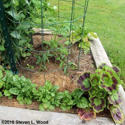 Healthy Moira tomato plant