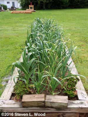 Garlic bed