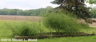 Asparagus bed