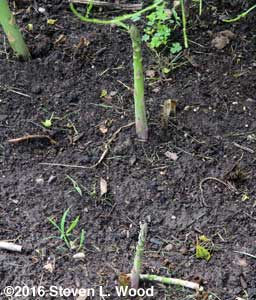 New asparagus shoots