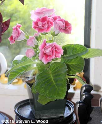 Double Brocade gloxinia in bloom