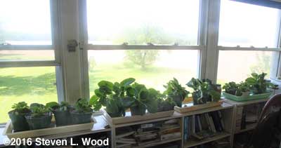 Gloxinias in sunroom