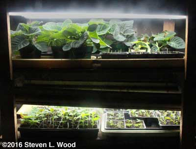 Gloxinias under lights on plant rack