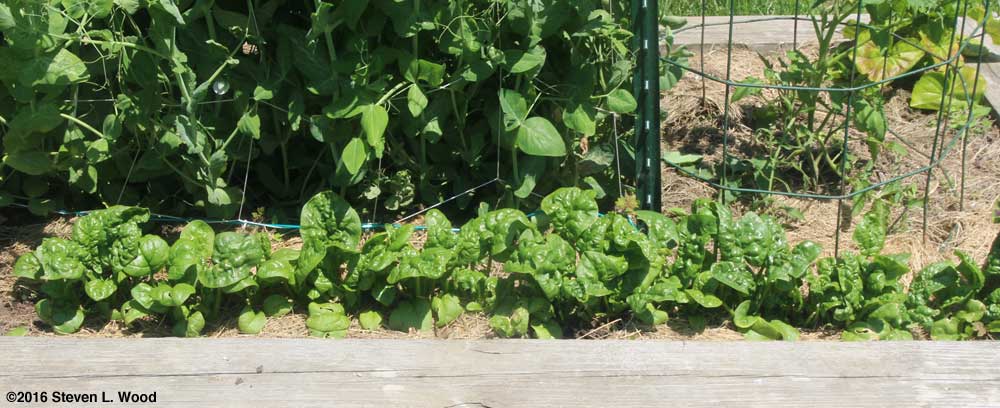 Abundant Bloomsdale Spinach