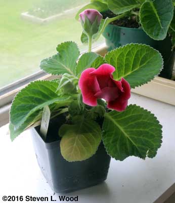 Another Double Brocade gloxinia comes into bloom