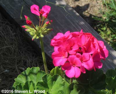 Magenta Orbit geranium bloom