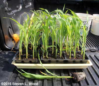 Tall sweet corn transplants