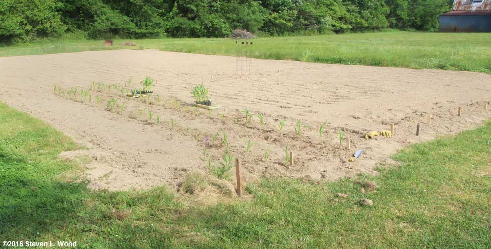 Transplanting sweet corn