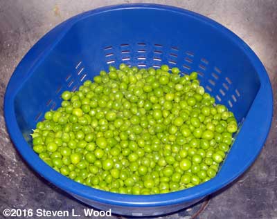 Blanched peas cooling
