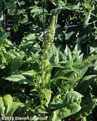Male (?) spinach bloom