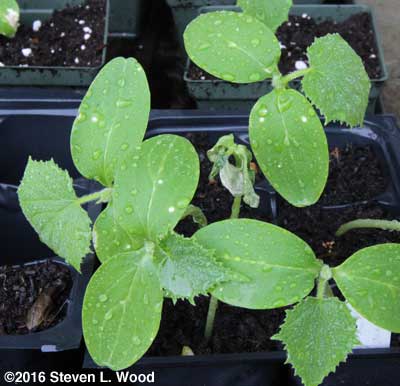 Spots on cucumber leaves