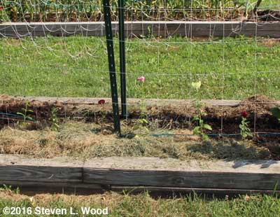 Snapdragons transplanted and woven into trellis