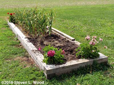 Garlic bed partially dug