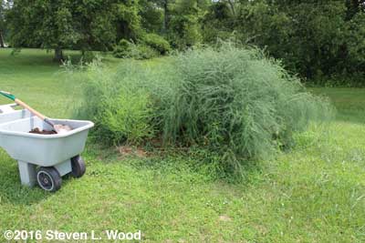 Bonnie's Asparagus Patch