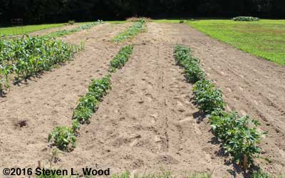 Potato rows before hilling