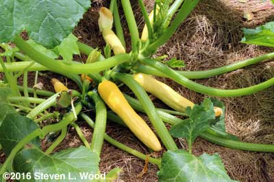 Slick Pik yellow squash
