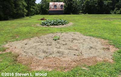 Pumpkin hill with butternuts, isolation plot, and the barn in the background