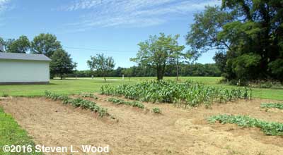 Potato rows and sweet corn patch