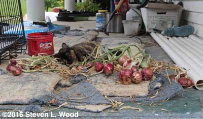 Callie Jo and Red Creole onions
