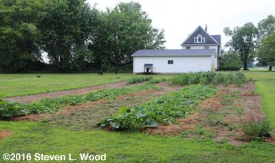 Our East Garden - July 3, 2016