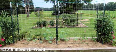 Japanese Long Pickling cucumber plants