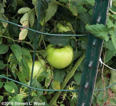 Immature Moira tomatoes