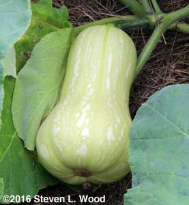 Butternut squash