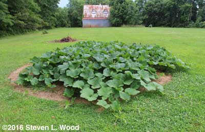 Waltham Butternut Vines