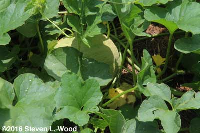 Anotheer nice, early maturing cantaloupe