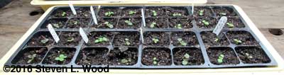 Baby gloxinias