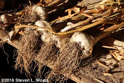 Elephant garlic on drying table