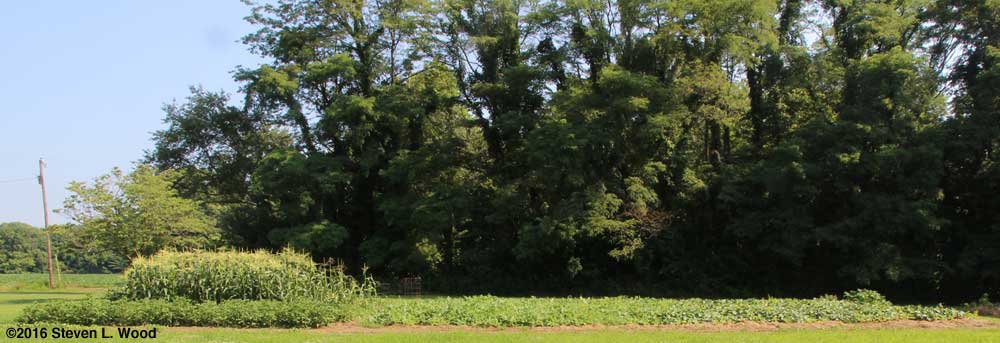 East Garden, July 21, 2016