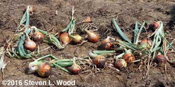 Large Milestone onions curing on ground