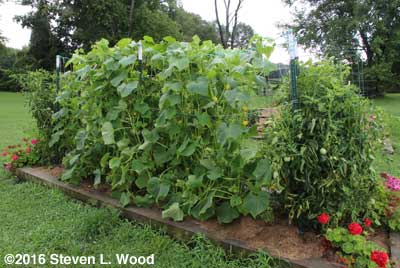 Japanese Long Pickling cucumber vines