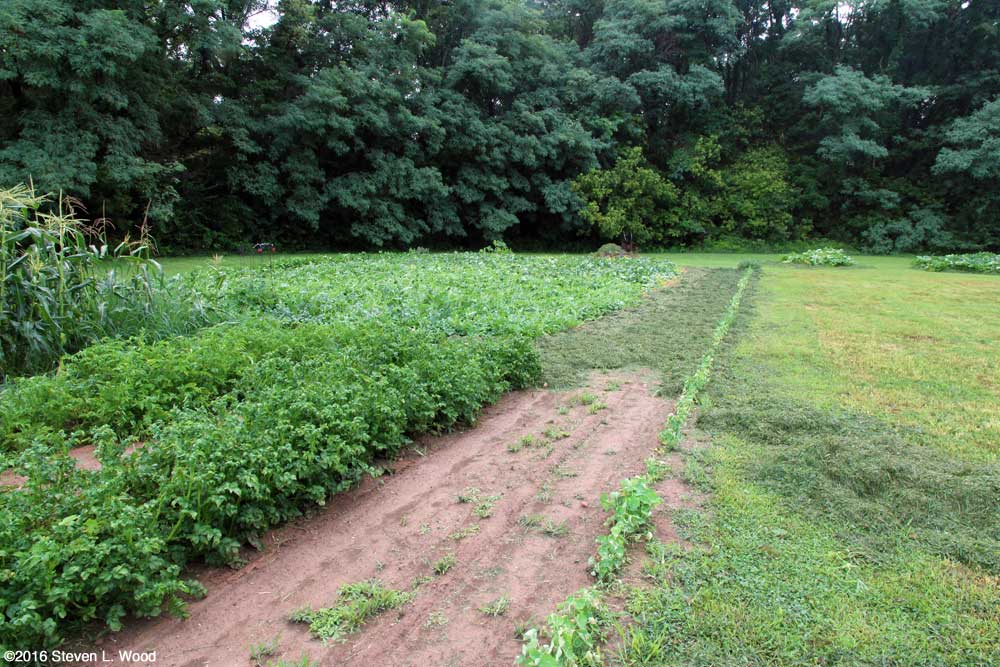 Melon patch mulched
