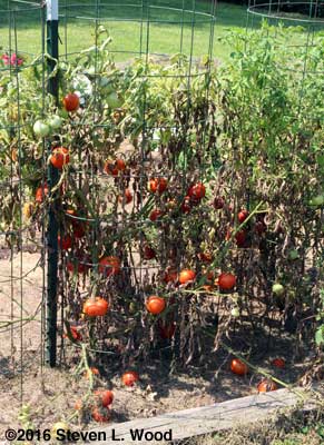 Diseased Earlirouge tomato plant