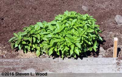 Dwarf basil