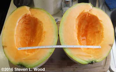 Large Avatar melon cut