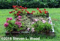 Geraniums and turned down buckwheat