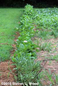 Eighty foot row of zinnias