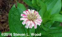 Zinnia bloom
