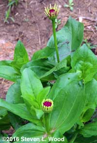 Zinnia blooms ready to open