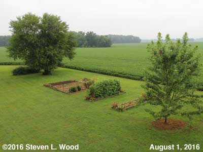 Our Senior Garden - August 1, 2016