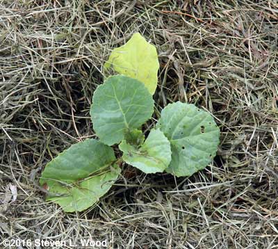 Alcosa savoy cabbage plant
