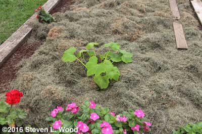 Slick Pik yellow squash plants