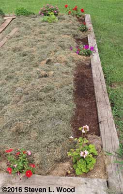Spinach row seeded