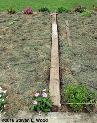 Carrot row planted, covered with walking boards