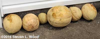 Six ripe cantaloupes